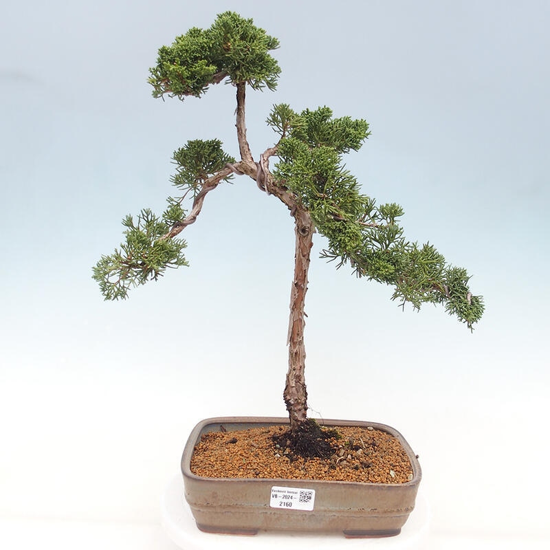 Kültéri bonsai - Juniperus chinensis Kishu