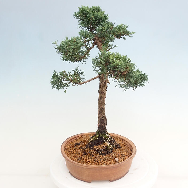 Kültéri bonsai - Juniperus chinensis Kishu