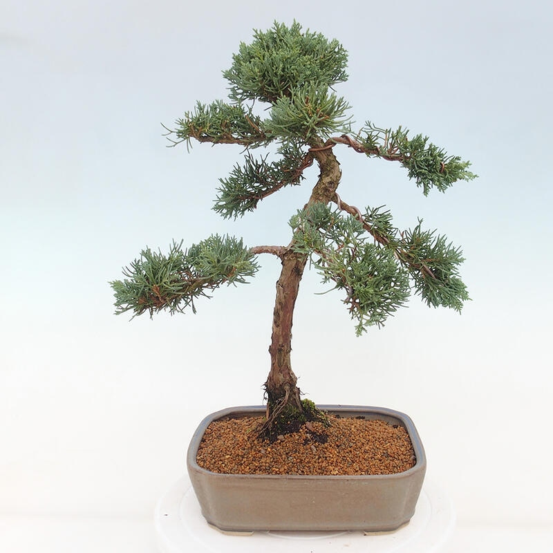 Kültéri bonsai - Juniperus chinensis Kishu