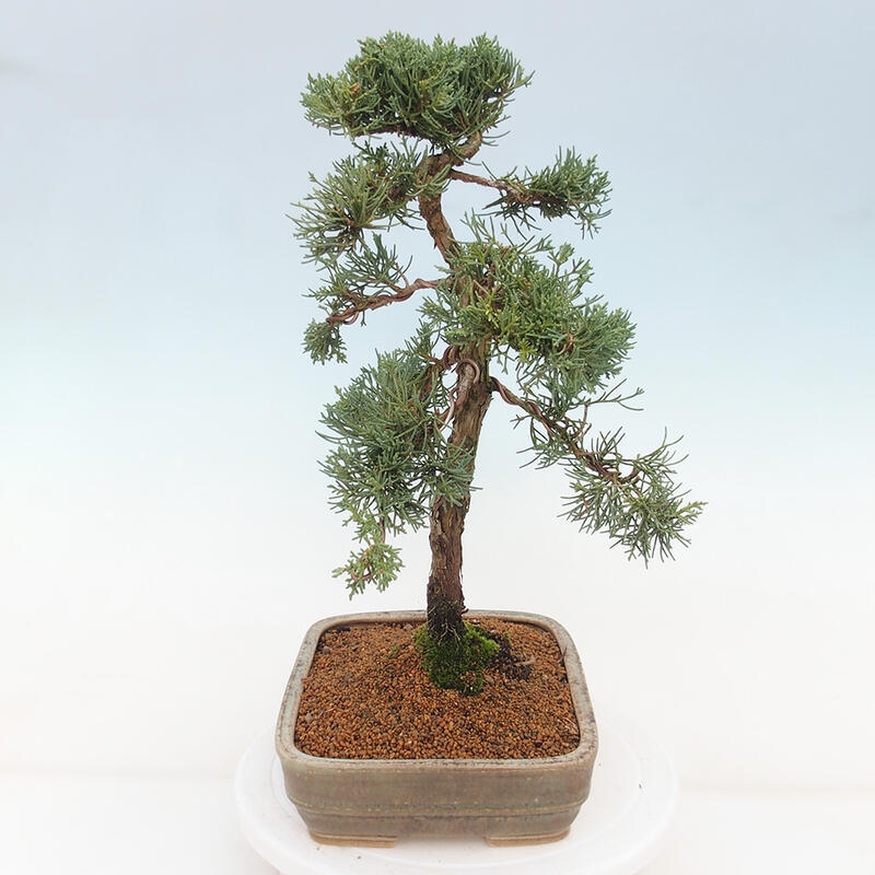 Kültéri bonsai - Juniperus chinensis Kishu