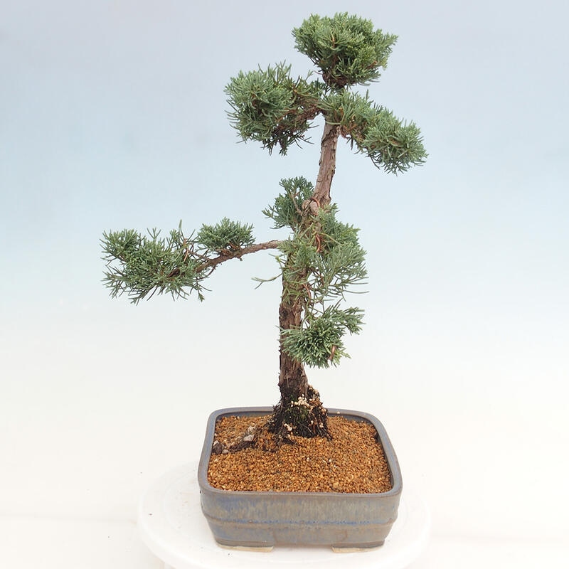Kültéri bonsai - Juniperus chinensis Kishu