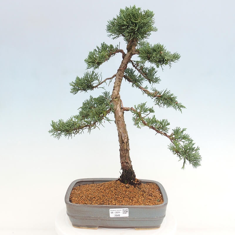 Kültéri bonsai - Juniperus chinensis Kishu