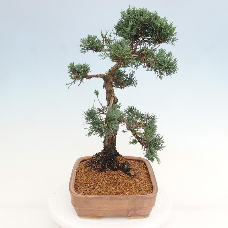 Kültéri bonsai - Juniperus chinensis Kishu
