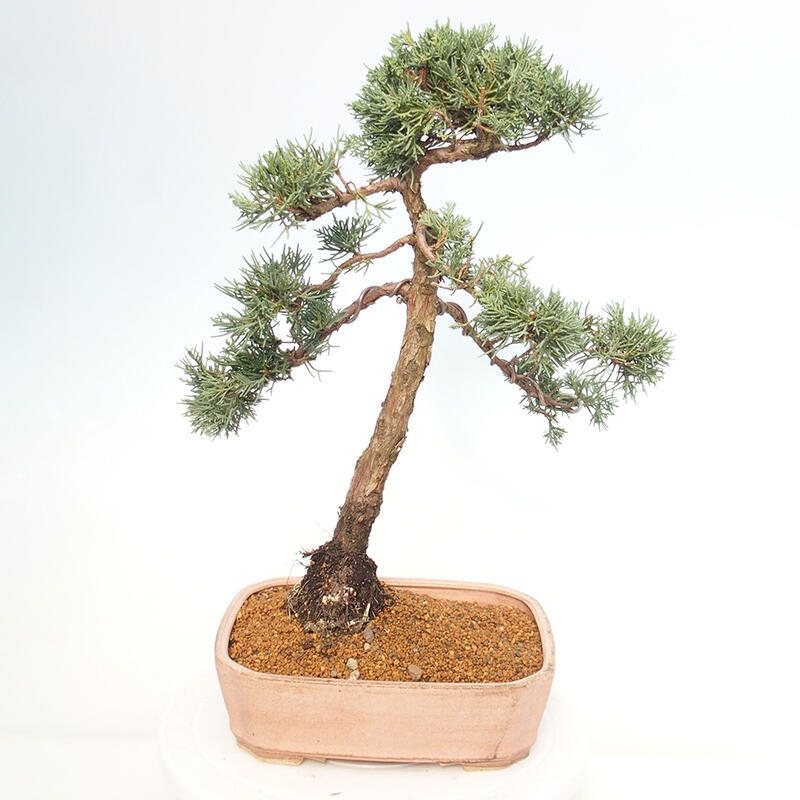 Kültéri bonsai - Juniperus chinensis Kishu