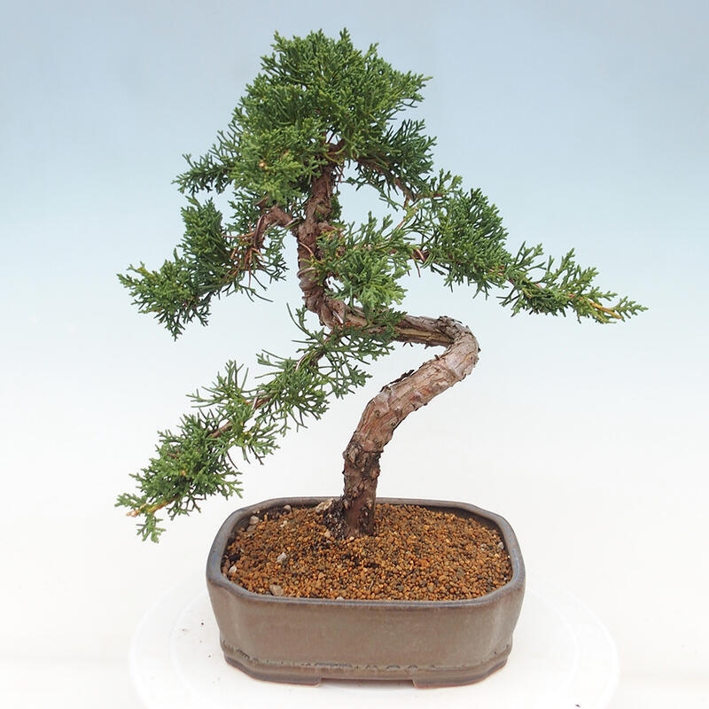 Kültéri bonsai - Juniperus chinensis Kishu