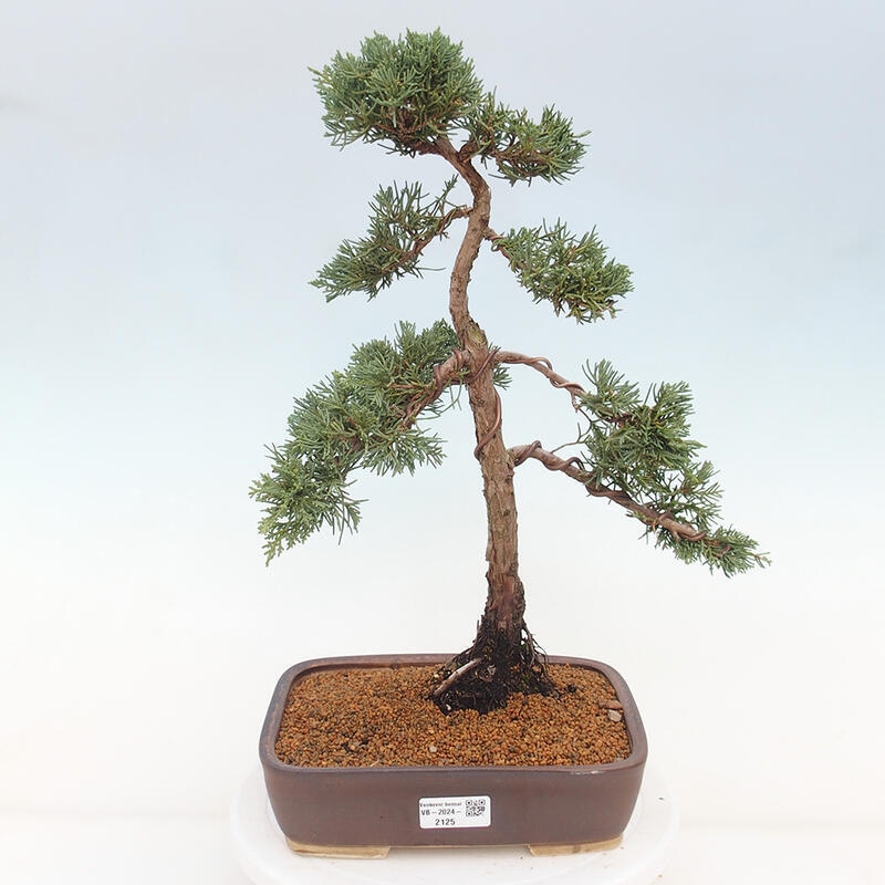 Kültéri bonsai - Juniperus chinensis Kishu