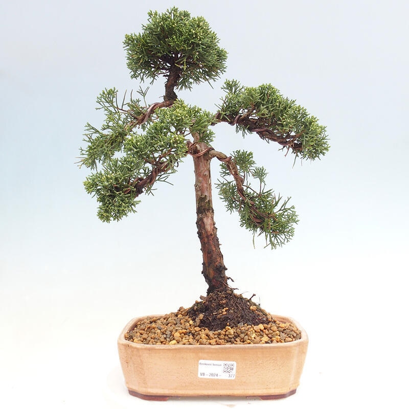 Kültéri bonsai - Juniperus chinensis Kishu