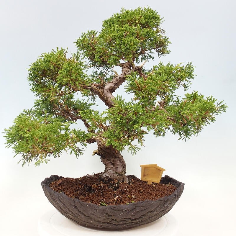 Kültéri bonsai - Juniperus chinensis Kishu