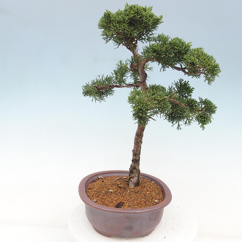 Kültéri bonsai - Juniperus chinensis Kishu
