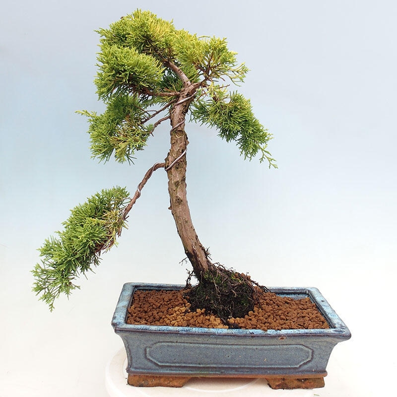Kültéri bonsai - Juniperus chinensis plumosa aurea