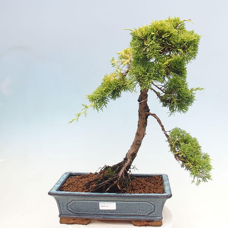 Kültéri bonsai - Juniperus chinensis plumosa aurea