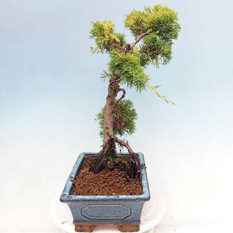 Kültéri bonsai - Juniperus chinensis plumosa aurea