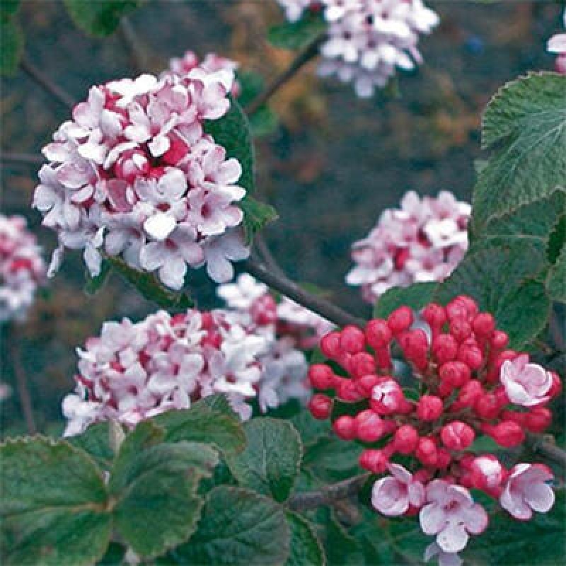 Kültéri bonsai-Kalina Bodnanská - Viburum carlesii hemsi