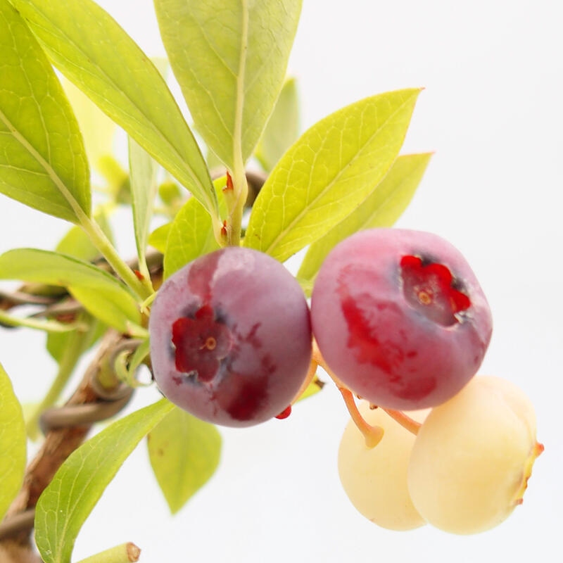 Kültéri bonsai - Kanadai áfonya - Vaccinium corymbosum