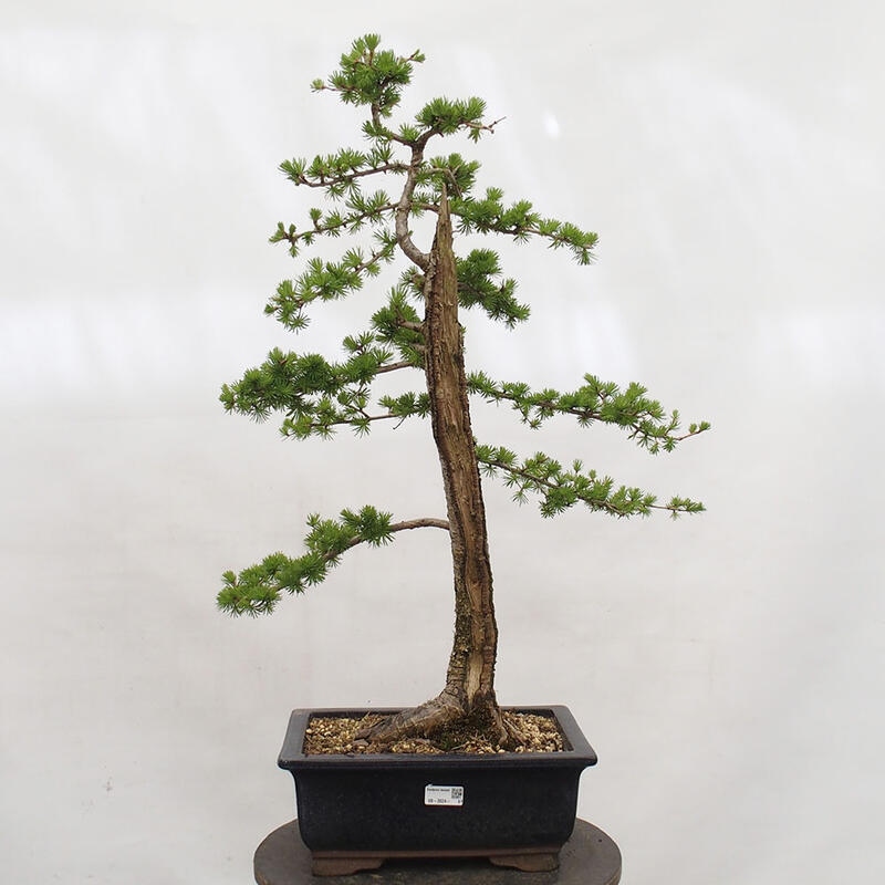 Kültéri bonsai - Larix decidua - vörösfenyő