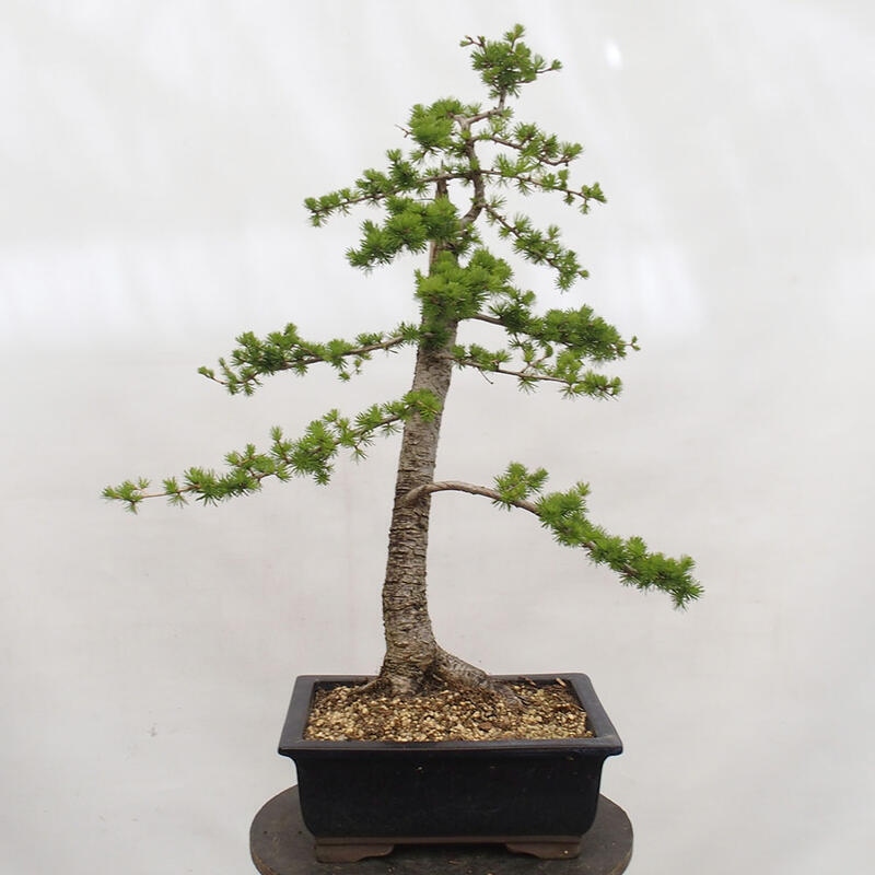 Kültéri bonsai - Larix decidua - vörösfenyő