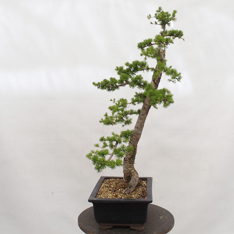 Kültéri bonsai - Larix decidua - vörösfenyő