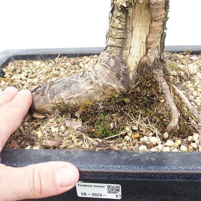 Kültéri bonsai - Larix decidua - vörösfenyő
