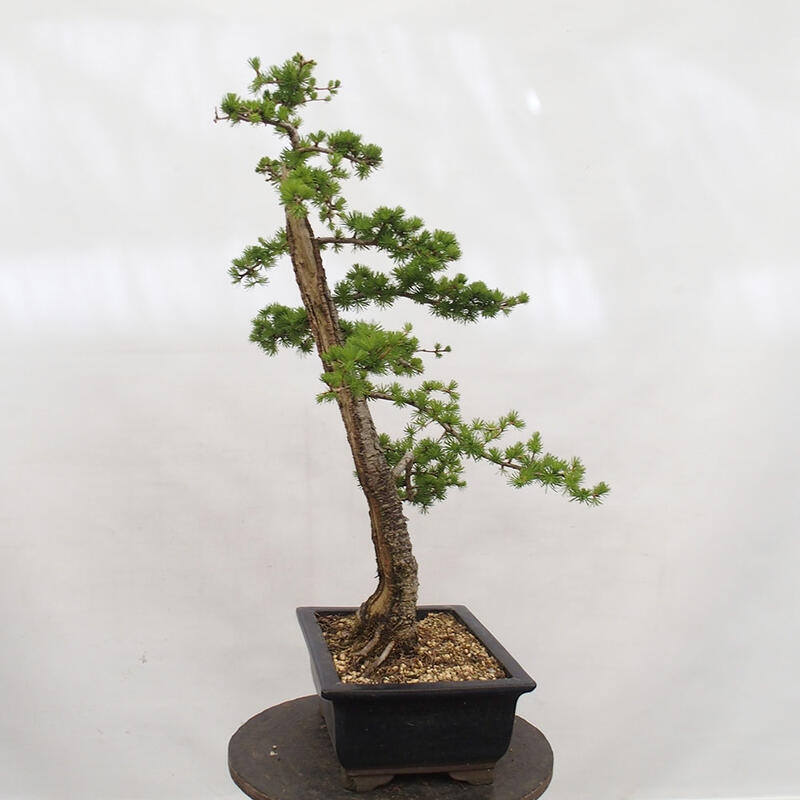 Kültéri bonsai - Larix decidua - vörösfenyő