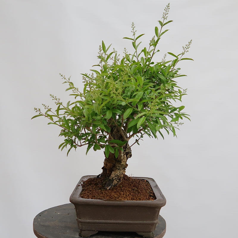 Kültéri bonsai - Ligustrum vulgare - Madárcsőr