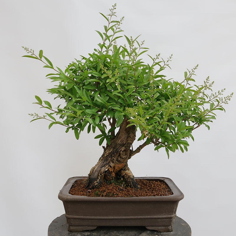 Kültéri bonsai - Ligustrum vulgare - Madárcsőr
