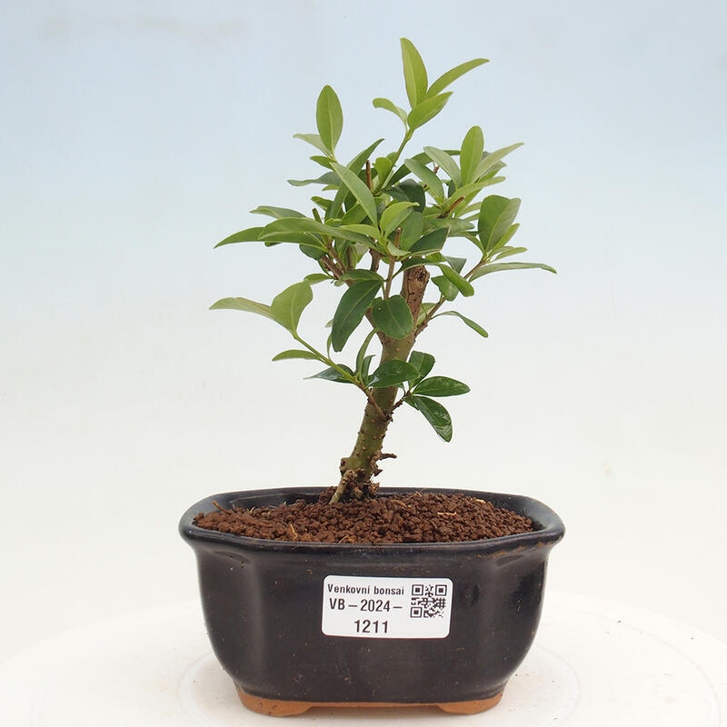 Kültéri bonsai - Ligustrum vulgare - Madárcsőr