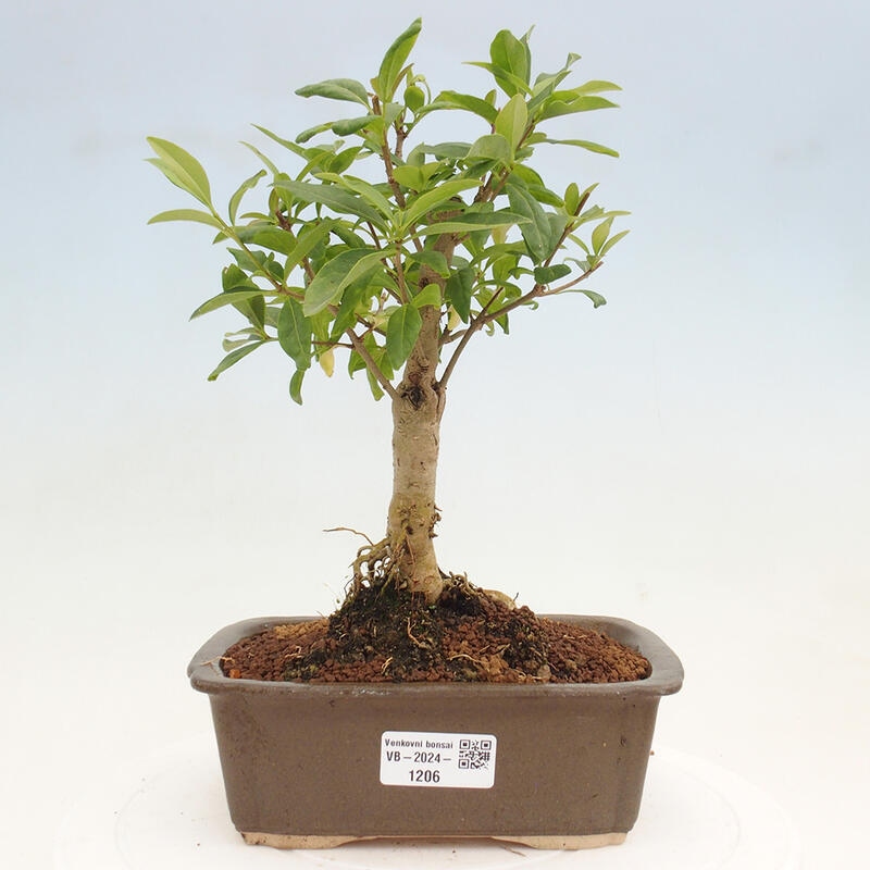 Kültéri bonsai - Ligustrum vulgare - Madárcsőr
