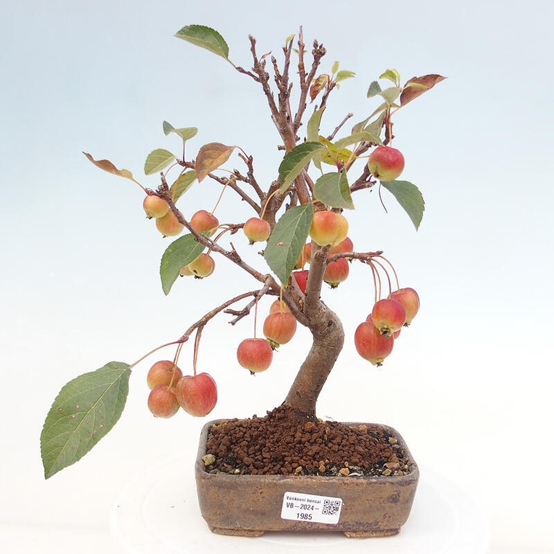 Kültéri bonsai -Malus halliana - Kis gyümölcsű almafa