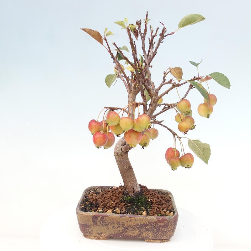 Kültéri bonsai -Malus halliana - Kis gyümölcsű almafa
