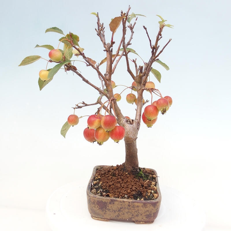 Kültéri bonsai -Malus halliana - Kis gyümölcsű almafa