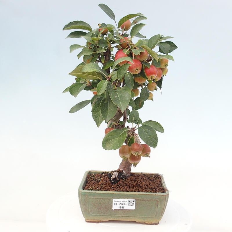 Kültéri bonsai -Malus halliana - Kis gyümölcsű almafa