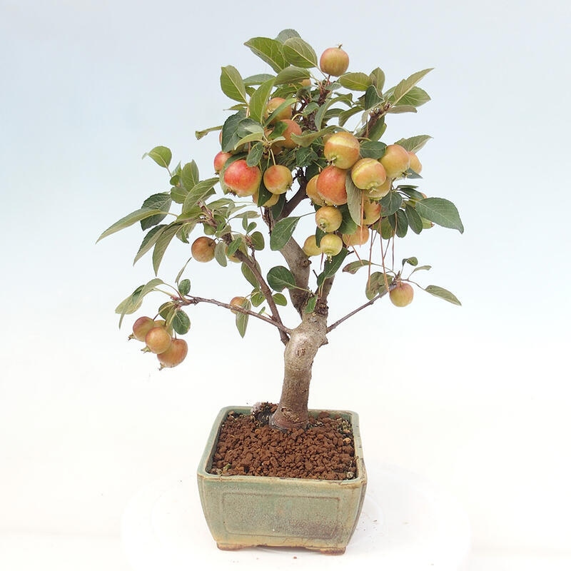 Kültéri bonsai -Malus halliana - Kis gyümölcsű almafa