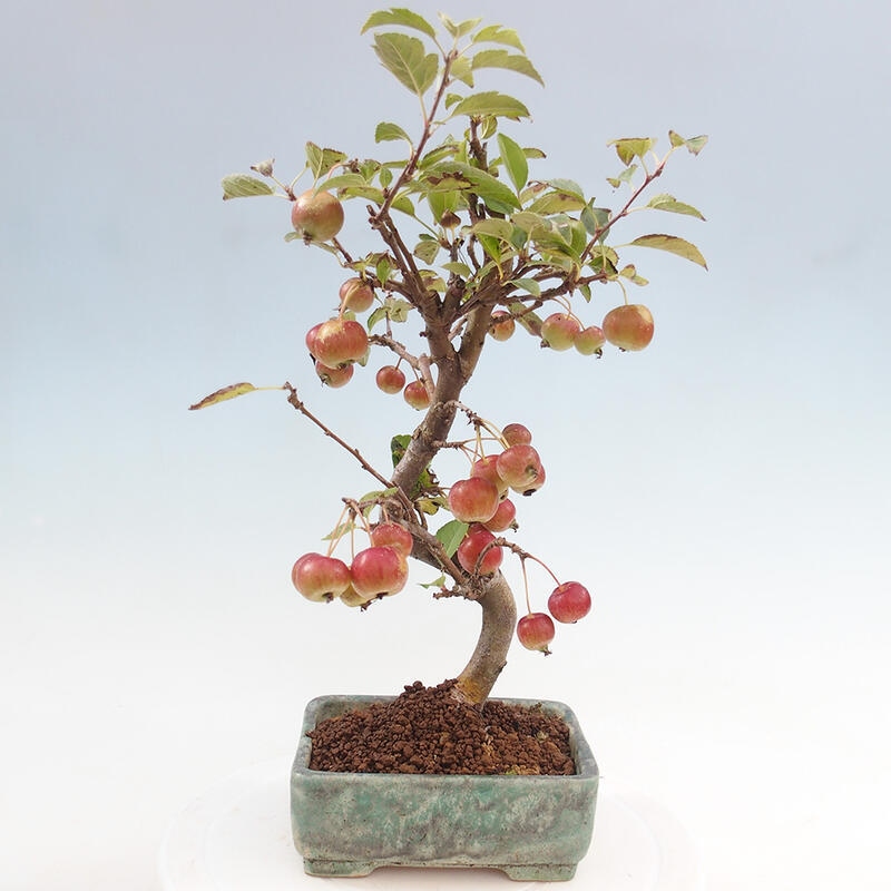 Kültéri bonsai -Malus halliana - Kis gyümölcsű almafa
