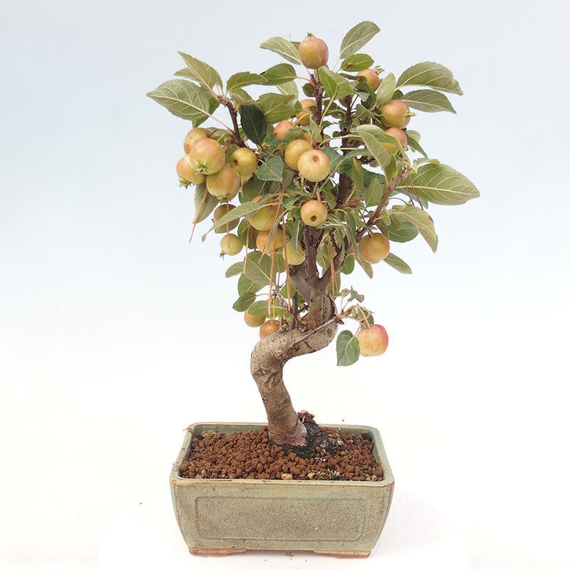 Kültéri bonsai -Malus halliana - Kis gyümölcsű almafa