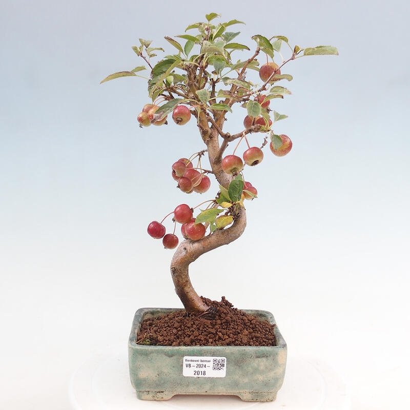 Kültéri bonsai -Malus halliana - Kis gyümölcsű almafa
