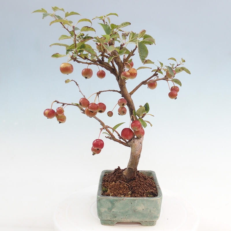Kültéri bonsai -Malus halliana - Kis gyümölcsű almafa