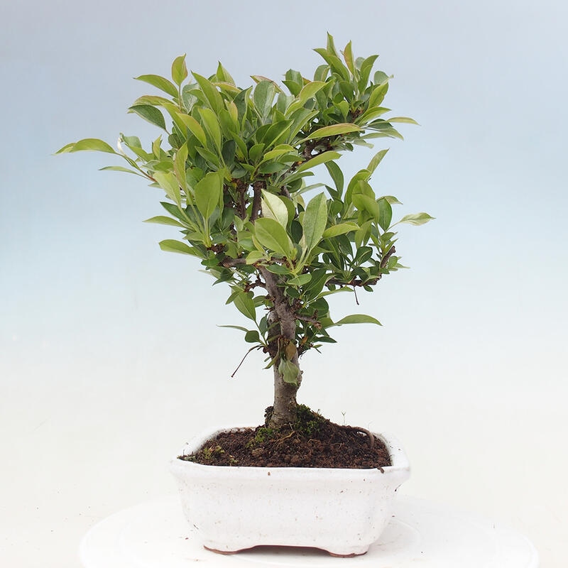 Kültéri bonsai - Malus sargentii - Kis gyümölcsű almafa