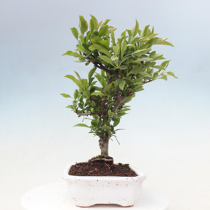 Kültéri bonsai - Malus sargentii - Kis gyümölcsű almafa
