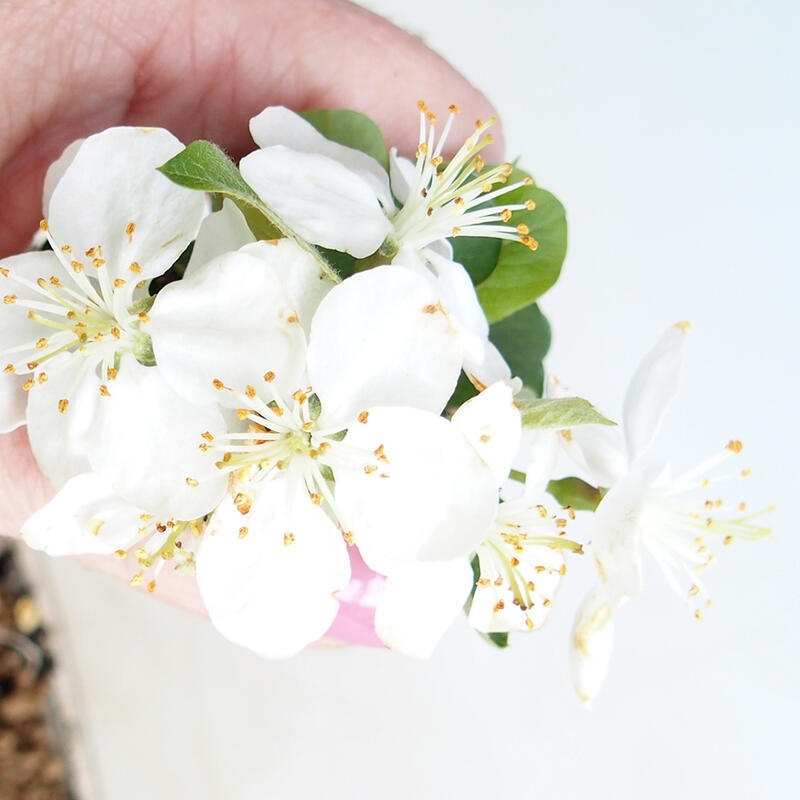 Kültéri bonsai - Malus sargentii - Kis gyümölcsű almafa