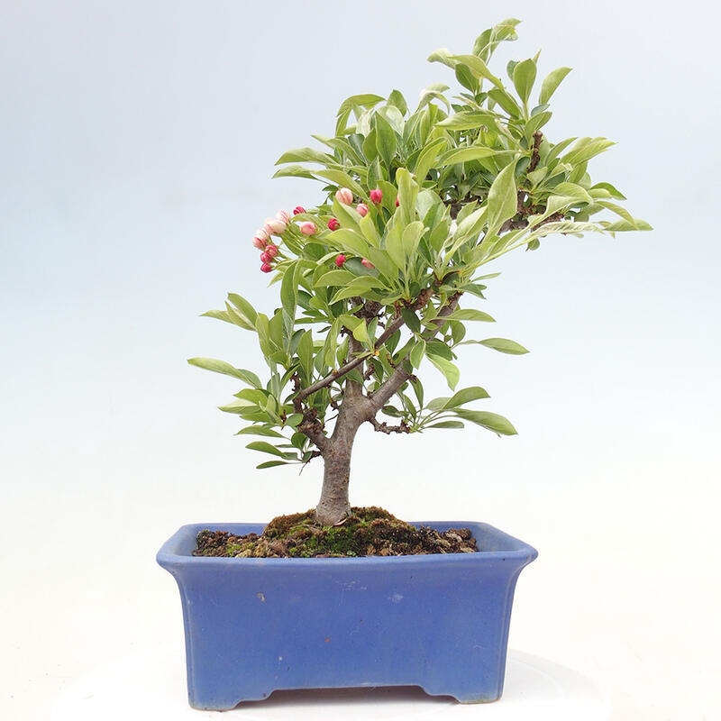 Kültéri bonsai - Malus sargentii - Kis gyümölcsű almafa
