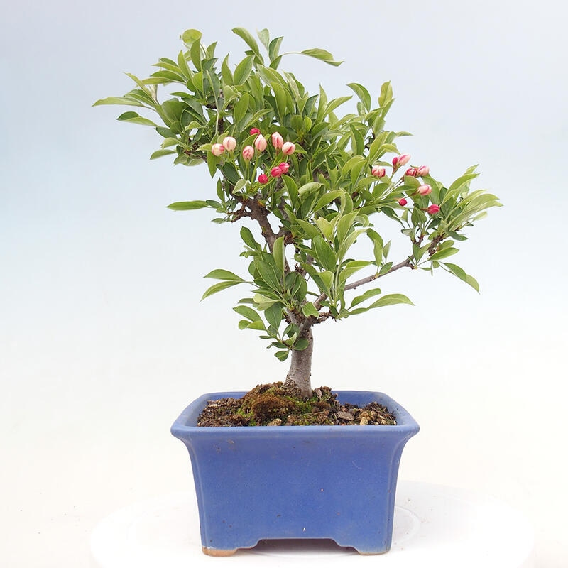 Kültéri bonsai - Malus sargentii - Kis gyümölcsű almafa