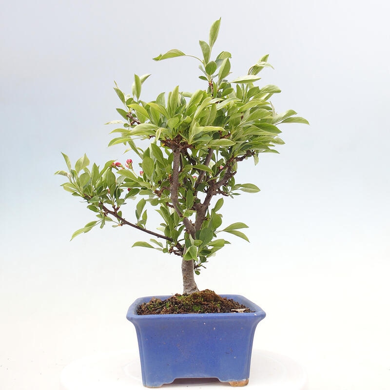 Kültéri bonsai - Malus sargentii - Kis gyümölcsű almafa