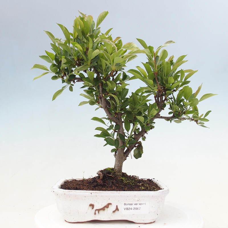 Kültéri bonsai - Malus sargentii - Kis gyümölcsű almafa