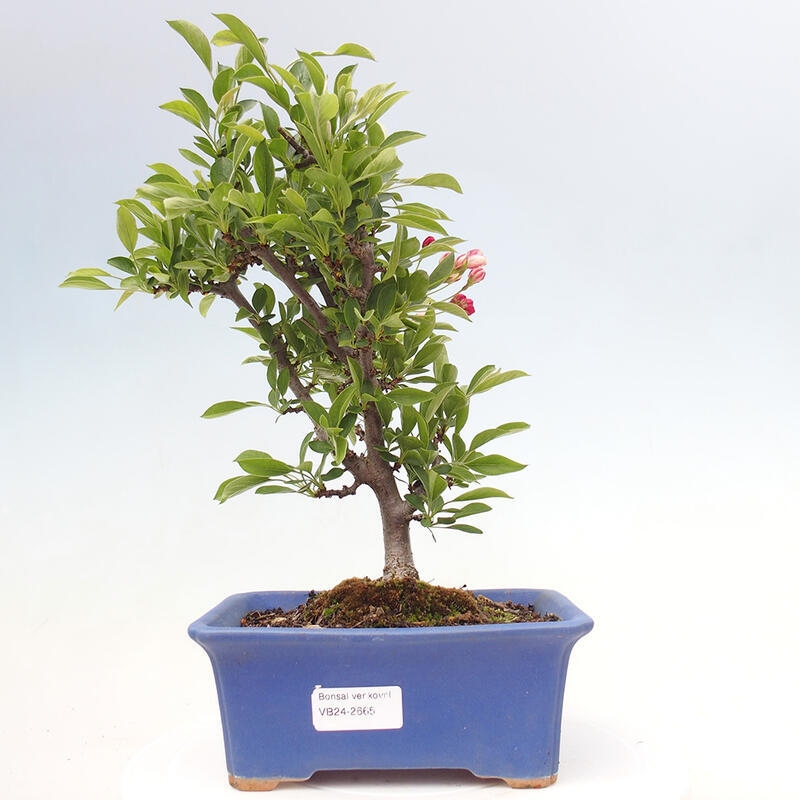 Kültéri bonsai - Malus sargentii - Kis gyümölcsű almafa
