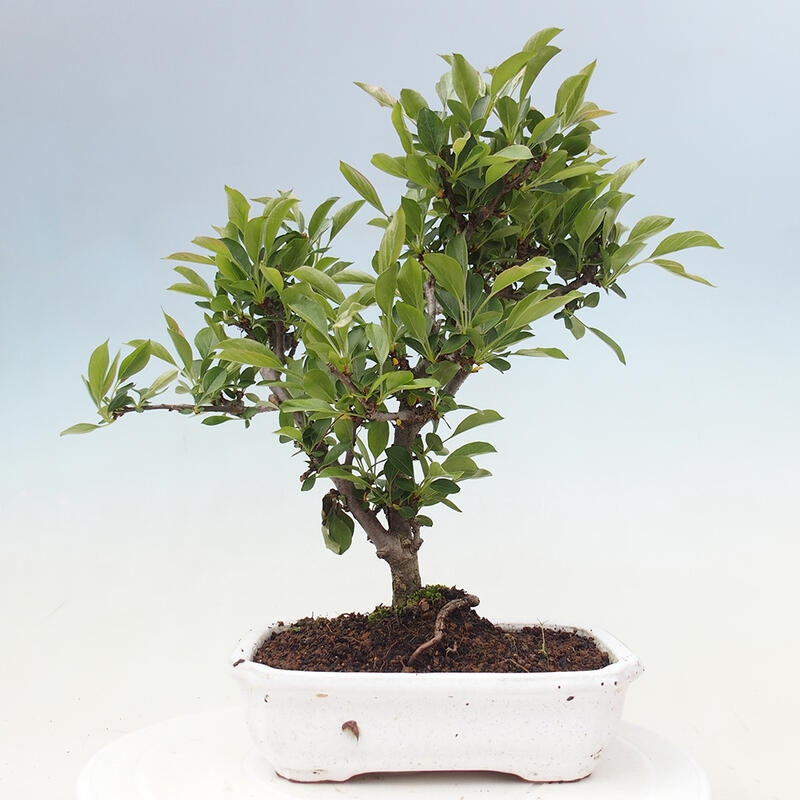 Kültéri bonsai - Malus sargentii - Kis gyümölcsű almafa