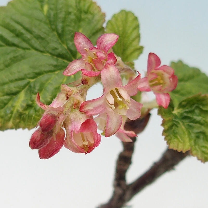 Kültéri bonsai - Ribes sanguneum