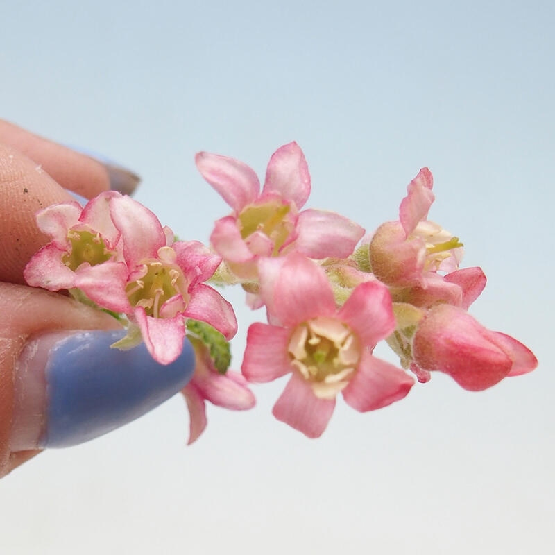 Kültéri bonsai - Ribes sanguneum