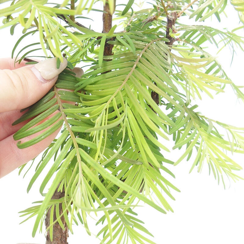 Kültéri bonsai - Metasequoia glyptostroboides - Kínai metasequoia