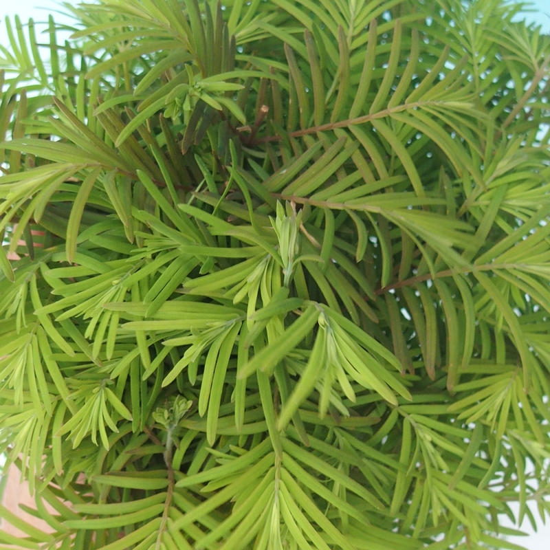 Kültéri bonsai - Metasequoia glyptostroboides - Kínai metasequoia