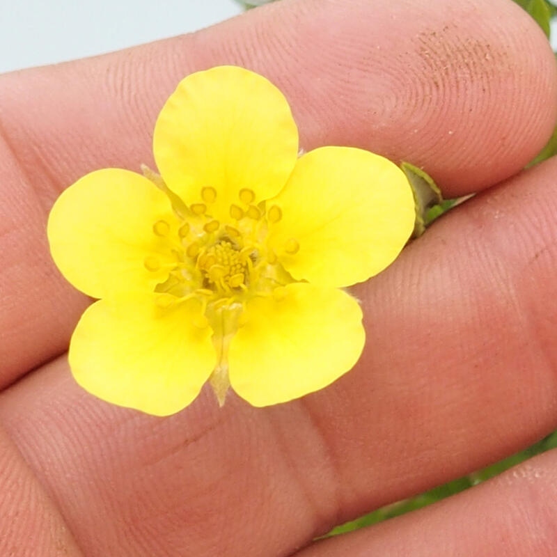 Kültéri bonsai - Potentila fruticosa sárga Bird